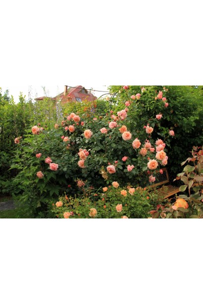 Персикова плетиста троянда Барок у ландшафтному дизайні